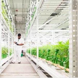 Easily control quality and reporting with Two Growing Levels on High Density Mobile Shelving - Indoor Farming