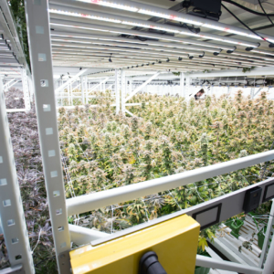 Commercial Cannabis Indoor Farm - High Density Vertical Farming on the Mobile GROW System