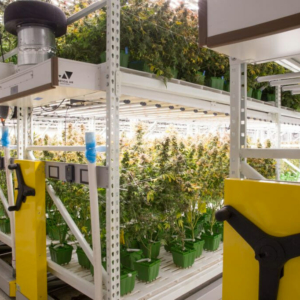 Cannabis Flowering Room - High Density Indoor Farming allows for two levels of plants on a mobile system