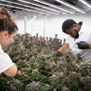 Growers tending to Cannabis Crops resting on the GROW Mobile System