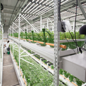 Two level Cannabis Farm - Indoor Vertical Farming on the GROW Mobile System