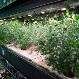 Fresh Thyme in Underground Herb Farm - Indoor Vertical Farming