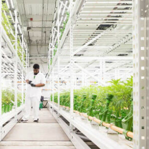 Easily control quality and reporting with Two Growing Levels on High Density Mobile Shelving - Indoor Farming