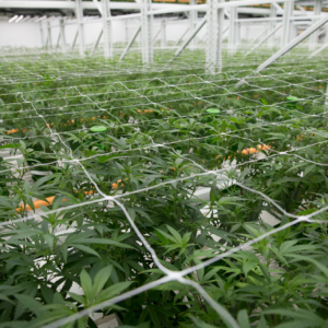 Cannabis Grow Room - High Density Indoor Farming. The canopy spread is the ideal width the reduce employee strain.