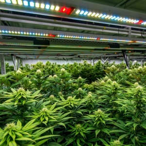 Indoor Cannabis Grow facility easily integrates with lighting and HVAC systems