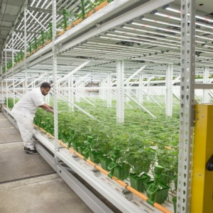 Cannabis Mobile Shelving at Grow Facility