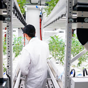 Medical Cannabis Growing Facility - High Density Indoor Farming means better control and consistent quality