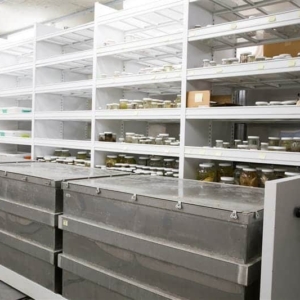 Museum Artifact Jar Storage on Mobile Shelving System
