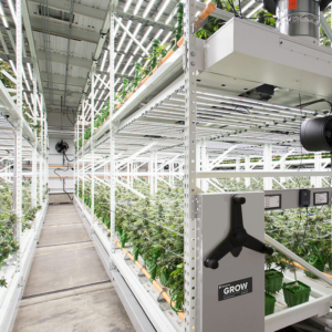 Two level Cannabis Farm - Indoor Vertical Farming on the GROW Mobile System